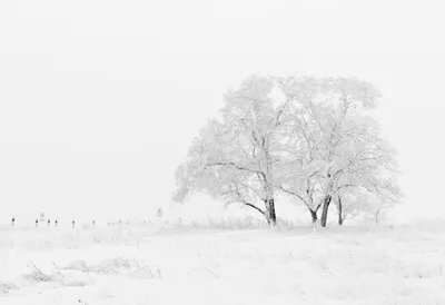Как красиво снять тополиный пух и снегопад | Статьи | «Фотосфера»