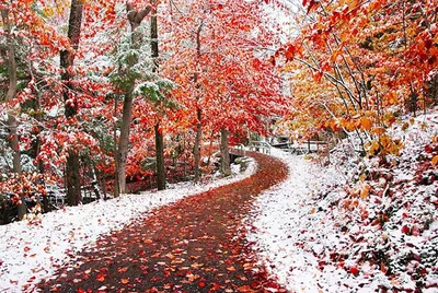 Осенний пейзаж со снегом (47 фото) - 47 фото