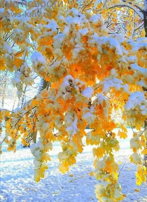 Осень, нежная, тёплая, снежная» — создано в Шедевруме