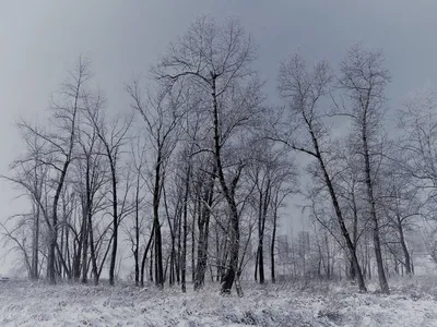 Снежный, поздняя осень, вечер, …» — создано в Шедевруме