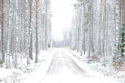Первые снежные деньки. Осень передает свои права зиме. Фотографии из леса |  Звуки природы | Senses of Light | Дзен