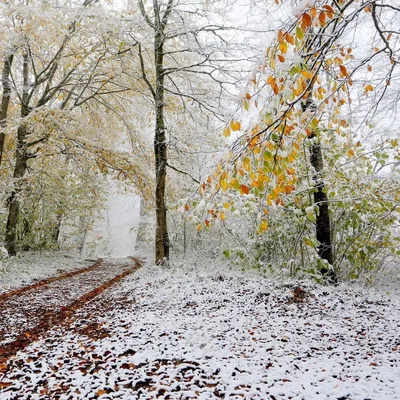 Осенний пейзаж со снегом - 72 фото
