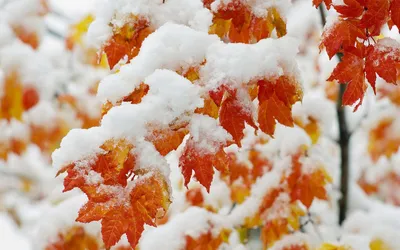 Снежная осень (55 фото) - 55 фото