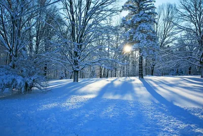 Снежная зима, мороз, искристый иней …» — создано в Шедевруме
