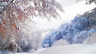зима :: снежное настроение :: Природа (красивые фото природы: моря, озера,  леса) / смешные картинки и другие приколы: комиксы, гиф анимация, видео,  лучший интеллектуальный юмор.