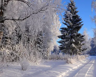 Снежная зима - красивые фото