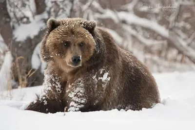 Утро снежного дня. Фотограф Антон Блохин