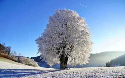 Снежные деревья | Дерево