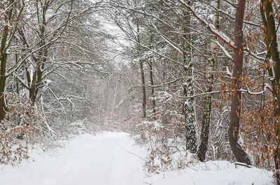 Красивые деревья в снегу (48 фото) - 48 фото