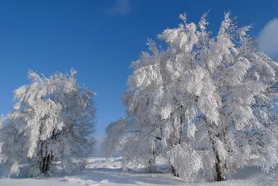 Пришла зима... парк, все в снегу, …» — создано в Шедевруме