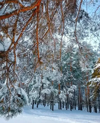 Снежные деревья | Люся Сысолятина | Дзен