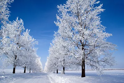 красивые и снежные снежные деревья дизайн фона, лес, снежный пейзаж,  акварельный фон фон картинки и Фото для бесплатной загрузки