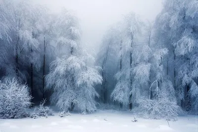 Завораживающие снежные пейзажи. ФОТОрепортаж « Фото | Мобильная версия |  Цензор.НЕТ