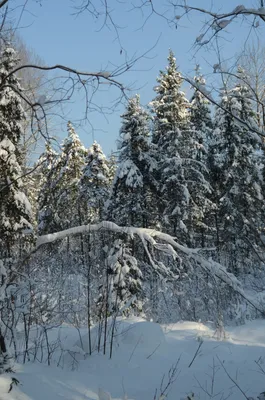 Снежные пейзажи в горах Хуаншань _