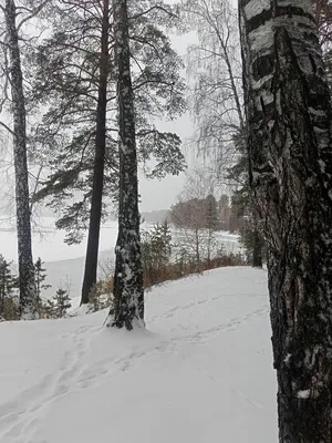 Снежные пейзажи Ульяновского лесопарка