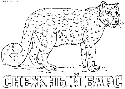 Раскраска по номерам Снежный барс, 40x40 см в стретч-плёнке, Идейка  (КНО2467) купить в Киеве, Наборы для творчества в каталоге интернет  магазина Платошка