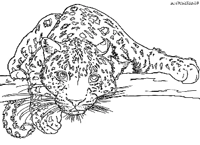Раскраски, раскраски животных раскраска снежный барс. Картинки раскраски.  раскраски животных раскраска снежный барс. Разукрашка. раскраски животных раскраска  снежный барс. Раскраски для развития. раскраски животных раскраска снежный  барс. Разукрашки ...