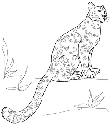 Snow Leopard | Coloring books for children: 1 coloring page