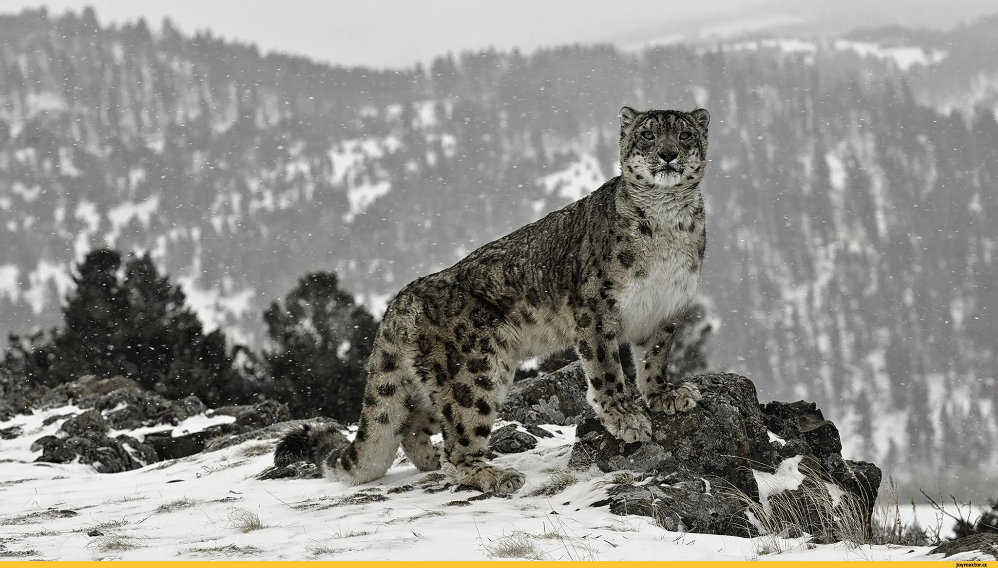 Барс красноярск. - Снежный Барс (Panthera uncia. Снежный Барс Монгун Тайга. Тянь Шань Барс. Снежный Барс Тянь Шань.