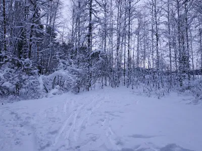 Снежный лес - фото автора Главный редактор на сайте Сергиев.ru