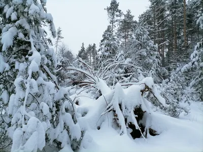 Зимний лес красивый, ночной, снежный…» — создано в Шедевруме