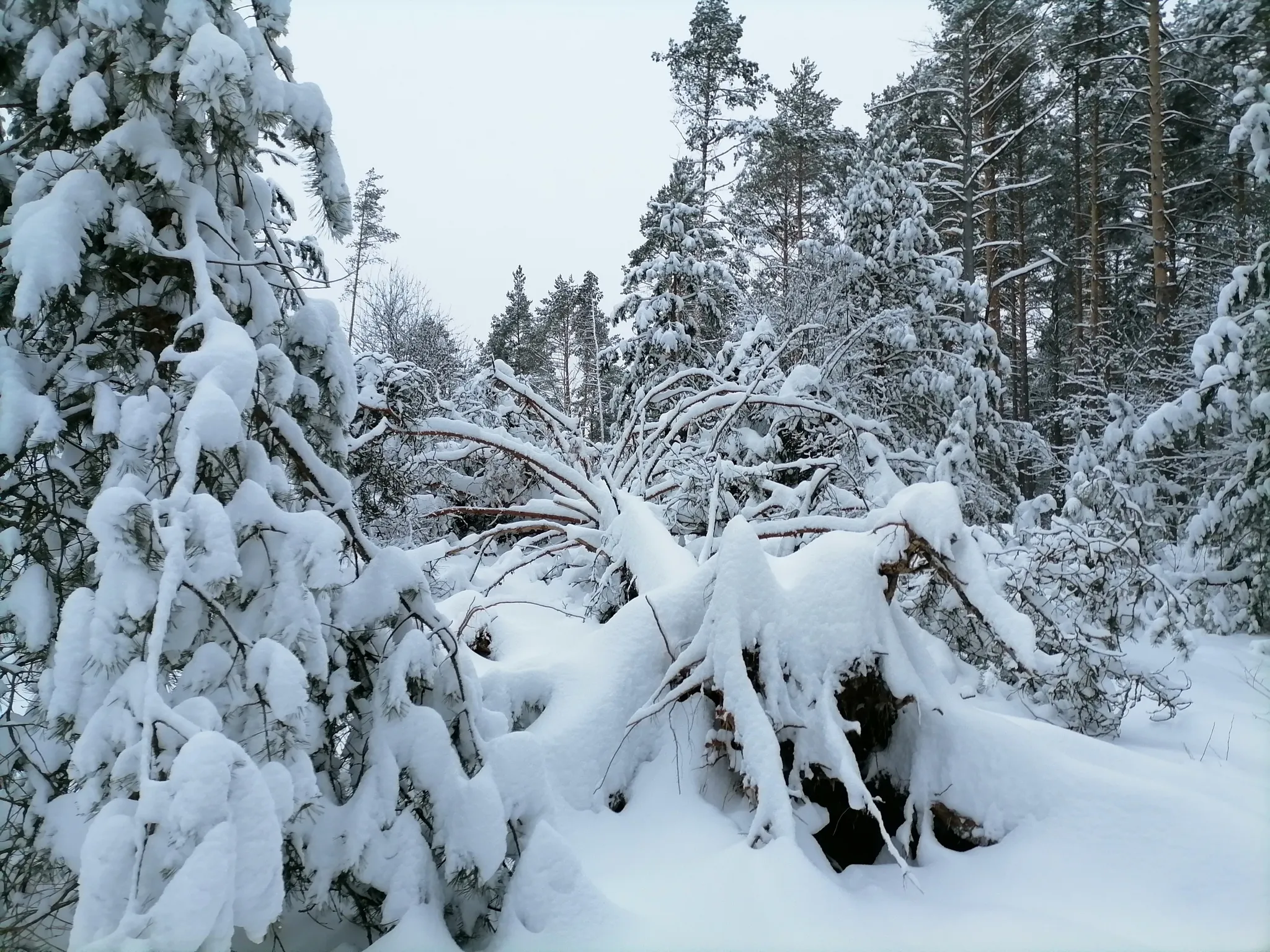 Снежок лесной. Снежная природа. Красивые снежные фото. Снежные леса картинки российские. Фото снежного леса в Ставропольском крае.