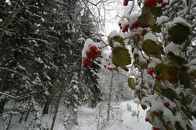 Снежный ноябрь — Фото №1423582