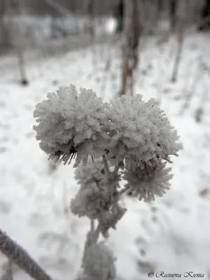 Снежный ноябрь / На пороге зимы