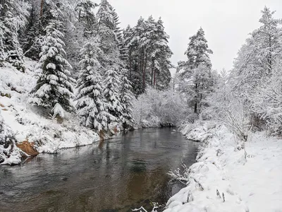 Снежный ноябрь. мокрый снег, туман, …» — создано в Шедевруме