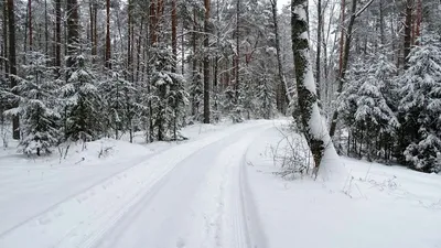 Снежный ноябрь. / Снежный ноябрь. / Фотография на 