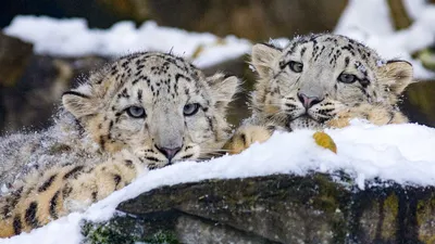 Почему снежные барсы на большой высоте дышат, как кошечки? | Snow Leopard  Conservation