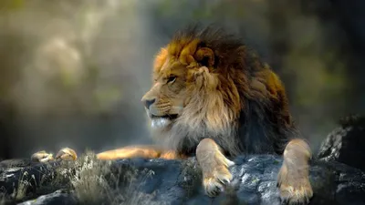 Со львами со смыслом картинка #702104 - Лев со смыслом (67 фото) - скачать