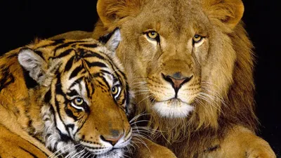 Обои Тигр и лев, картинки - Обои для рабочего стола Тигр и лев фото из  альбома: (животные)