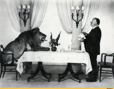 Альфред Хичкок пьет чай со львом, который красовался в начальной заставке  киностудии MGM, 1957 / старое фото :: Лев :: хичкок / смешные картинки и  другие приколы: комиксы, гиф анимация, видео, лучший интеллектуальный юмор.