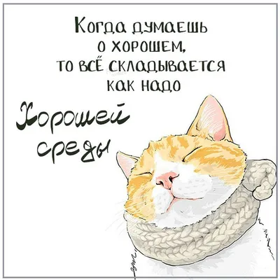 Всем хорошей среды / котэ (прикольные картинки с кошками) / смешные  картинки и другие приколы: комиксы, гиф анимация, видео, лучший  интеллектуальный юмор.