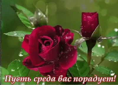 Открытки со средой вас