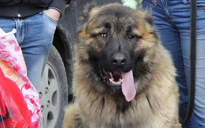 Продаю собаку полу азиат: Договорная ᐈ Собаки | Бишкек | 49999544 ➤  