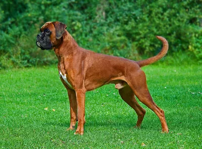 Боксер: фото, щенки, характер, уход, все о породе собак немецкий боксер |  Блог зоомагазина 