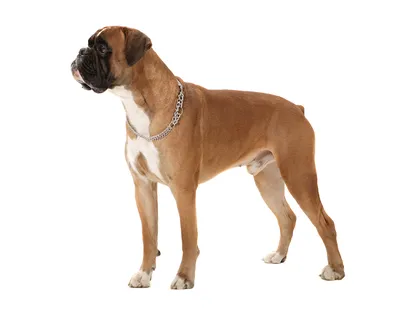 Атлас пород собак: боксер высоко …» — создано в Шедевруме