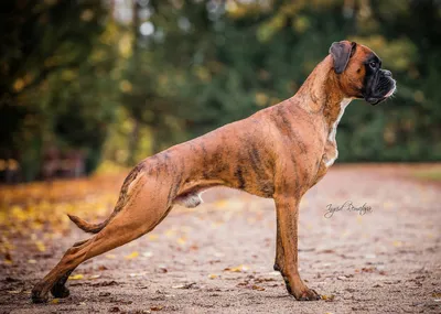 Корм для взрослых собак породы боксер, Royal Canin Boxer Adult купить с  доставкой в интернет-магазине зоогастроном.ру
