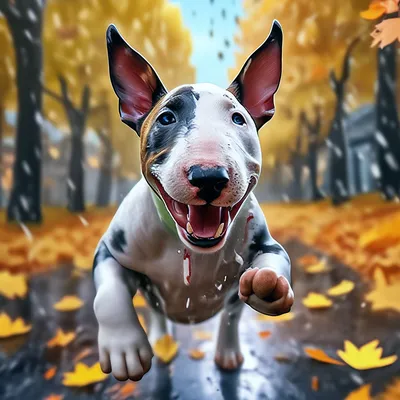 Bullterrier бультерьер | Бультерьер, Бультерьер мини, Собаки