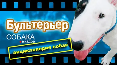 Бультерьер (фильм) — Википедия