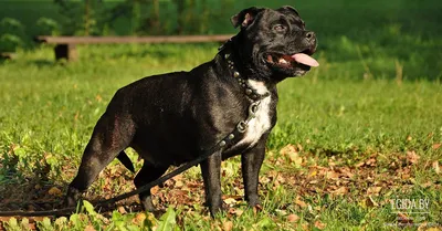 Стаффордширский бультерьер (Staffordshire Bull Terrier) (Породы собак)  стаффбуль, щенки стаффбуля, стаффбуль инфо, стаффбуль фото, стаффбули фото,  английский бультерьер, английский стаффордширский бультерьер, АСБ  Энциклопедия о животных 