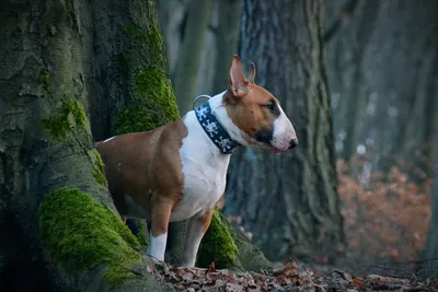 Бультерьер (Bull terrier) - это смелая, мощная и очень выносливая порода  собак. Описание, фото, отзывы о породе.