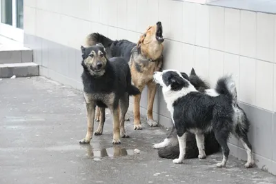Без породы (дворняжка) - описание породы собак: характер, особенности  поведения, размер, отзывы и фото - Питомцы 