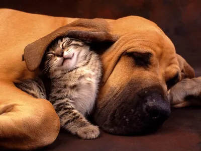 Кошка и собака: секреты взаимодействия - Питомцы 