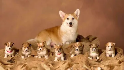 Картинки собак и щенков (61 фото) - картинки 