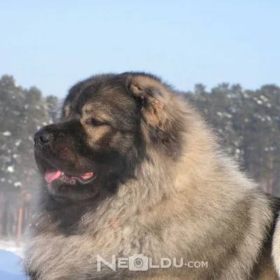 Кавказская овчарка (50 фото) | Caucasian shepherd dog, Dogs, Caucasian  shepherd