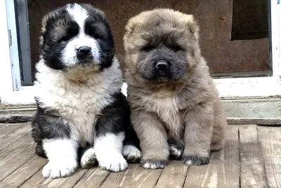 Кавказская овчарка / Caucasian Shepherd (Caucasian Sheepdog) - 