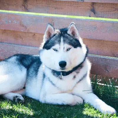 Сибирские Хаски | Siberian Husky : Всё о собаках породы Сибирский Хаски -  щенки, выставки, спорт, фото | All about siberia… | Husky dogs, Siberian  husky, Dog breeds